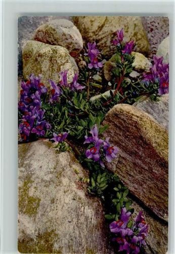 1920 Alpenflora Serie 569 Nr. 1408 Photochromie AK