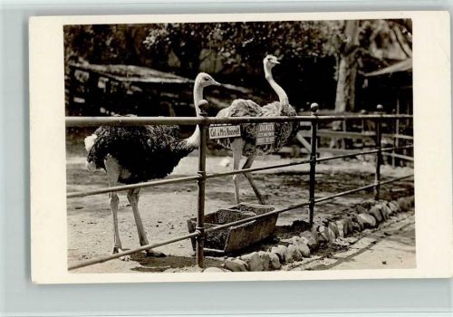 1909 Strauße auf einer Farm AK