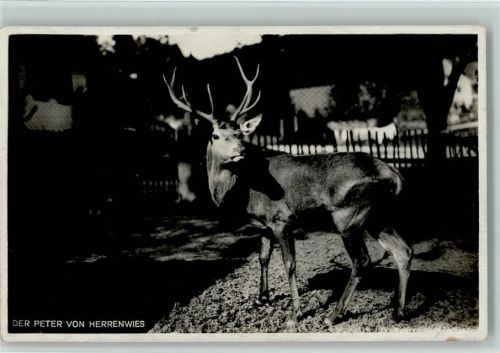 Herrenwies Der Peter von Herrenwies Hirsch