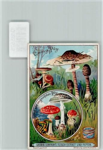 Sammelbild Liebig, Essbare Pilze und giftige Pilze , Beschreibung Rückseite