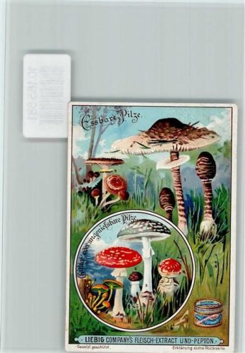 Sammelbild Liebig, Essbare Pilze und giftige Pilze, Beschreibung Rückseite Pilz