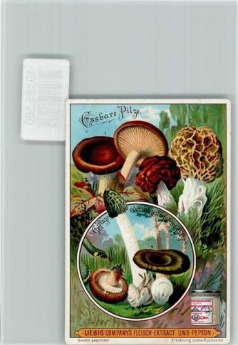 Sammelbild Liebig, Essbare Pilze und giftige Pilze, Beschreibung Rückseite