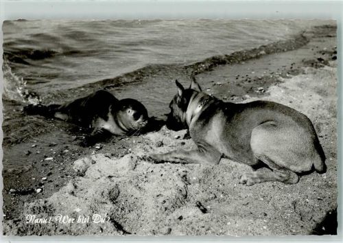 Norderney Hund mit Seehund