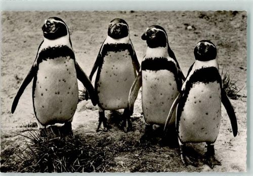 Berlin Mitte Zoologischer Garten Humboldt-Pinguine