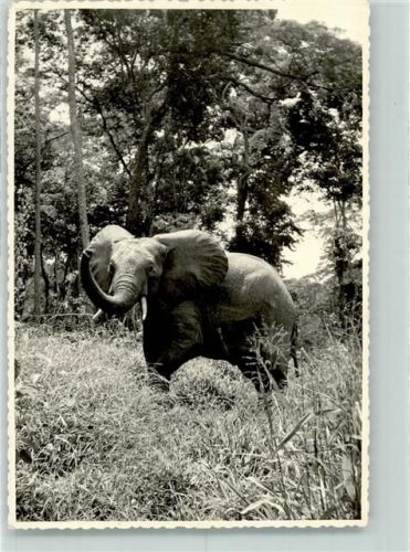 Elefant