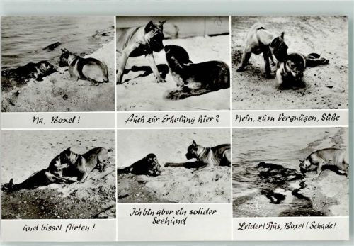 Norderney Hund mit Seehund