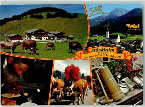 Söll Gasthof Appartementhaus Stöcklalm Kühe
