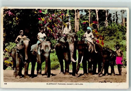 1955 Elefant Parade, Kandy, Ceylon AK