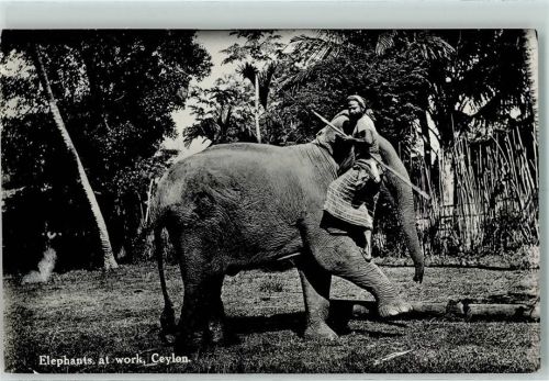 Colombo 1934 Arbeits-Elefant at work AK