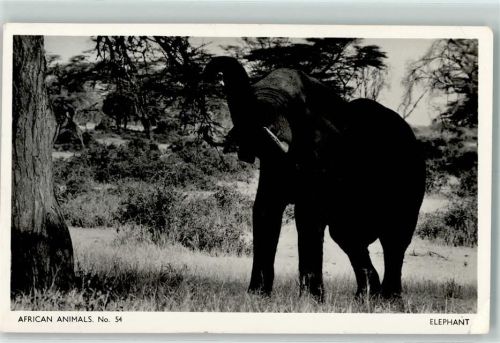 African Animals Nr. 54 Elefant Foto AK Elefant Gebrauchsspuren