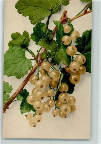 Früchte Stachelbeeren Verlag Martin Rommel Nr. 708 Photochromie