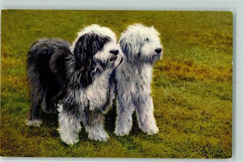 Englische Schäferhunde Edition Stehli Nr. 63 Großer Hund