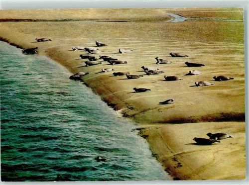 Seehund auf der Sandbank Fliegeraufnahme