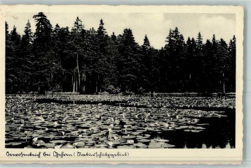 Gehren Seerosenteich