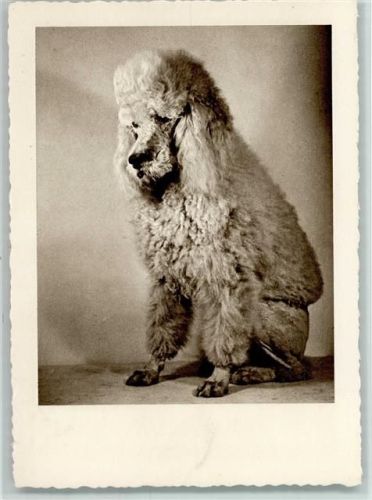 Serie Der schöne Rassehund Nr. 39 - Königspudel AK Pudel