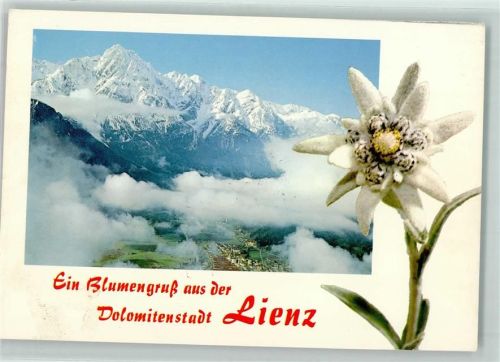 Lienz Edelweiß