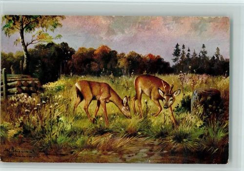 Bock und Reh beim Grasen, Jagdtiere , gute Erhaltung