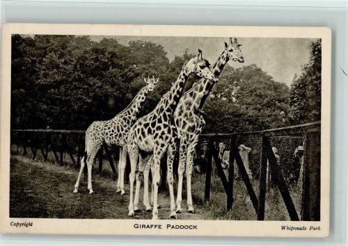 Whipsnade Park - Giraffen Paddock AK