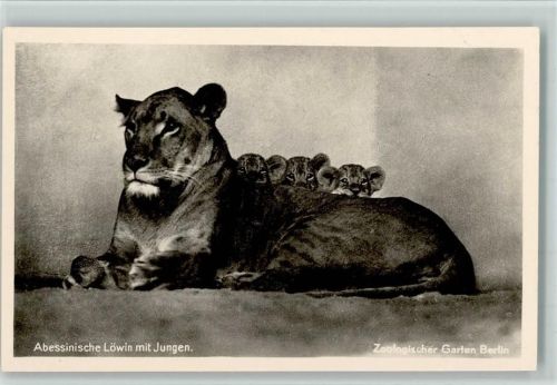 Abessinische Löwin mit Jungen AK Sehr gute Erhaltung Zoo Foto AK