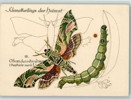 Nr. 18 Oleanderschwärmer - DJH Verlag, gute Erhaltung