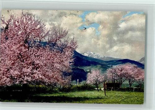 1913 Serie 144 Nr. 2704 Obstblüte in Tirol , gute Erhaltung AK