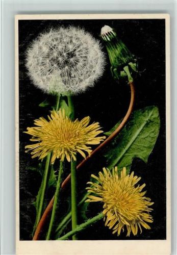 1911 Nr. 590 - Pusteblumen, gute Erhaltung