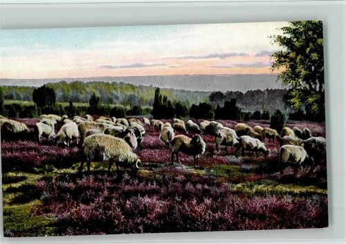 Weidende Heidschnucken, Lüneburger Heide, sehr gute Erhaltung AK