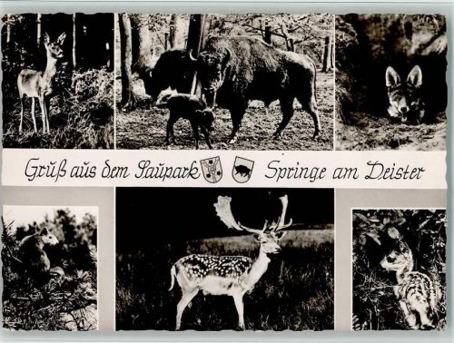 Springe Der Saupark