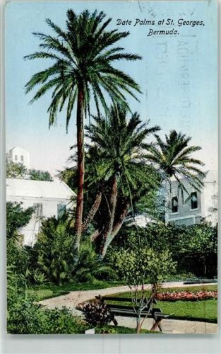Saint George´s Date Palms