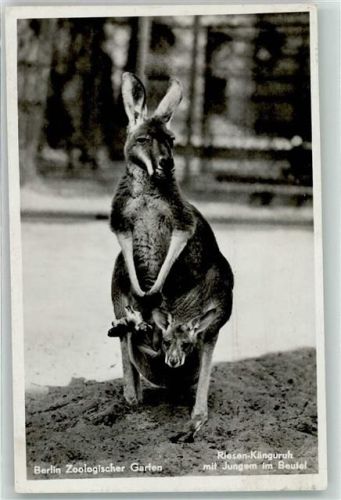 W1000 Berlin Mitte Zoologischer Garten Riesen-Känguruh mit Jungtier im Beutel Australisches Tier