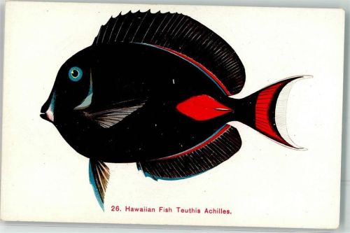 Honolulu Hawaii Teuthis Achilles Fisch Ort lt. Verlag