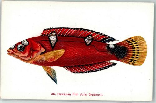 Honolulu Hawaii Julis Greenovii Fisch Ort lt. Verlag