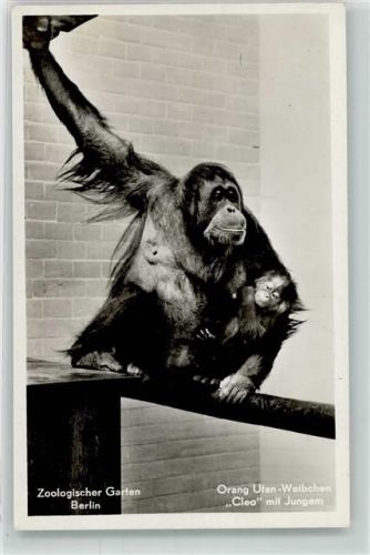 Berlin Mitte C / 2256 Affen Orang Utan Weibchen Cleo mit Jungen
