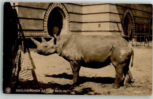Berlin Mitte Nashorn