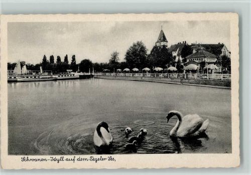 Tegel Tegeler See Schwäne