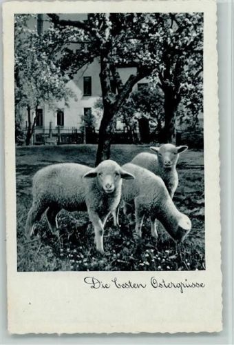 Die besten Ostergrüße - Schafe ca 1938 AK