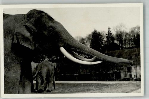 Indischer Elefantenbulle 7 Verlag Tierpark Hellabrunn