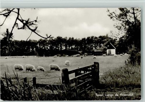 Texel, Langs de Rozendijk - Schafherde Foto 1954 AK