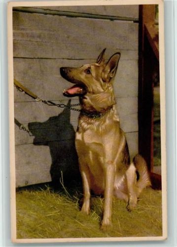 1956 Hund an der Leine