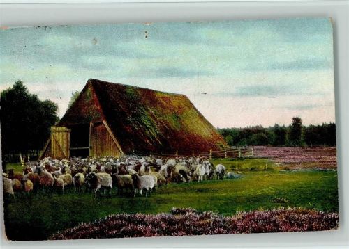 Wilsede Lüneburger Heide - Heidschnuckenherde am Stall 1909 AK