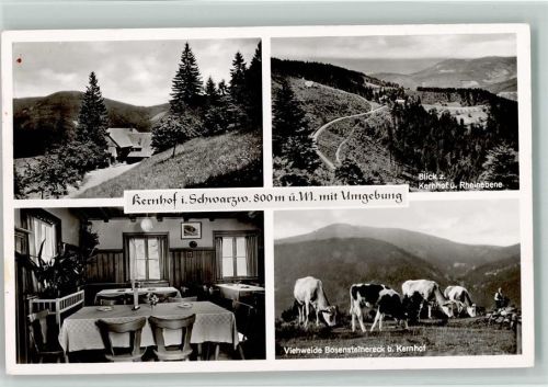 Seebach Gasthaus Pension Kernhof Innenaufnahme Gastraum Blick zum Kernhof und Rheinebene Viehweide Bosensteinereck Kühe 4-Bildaufnahme