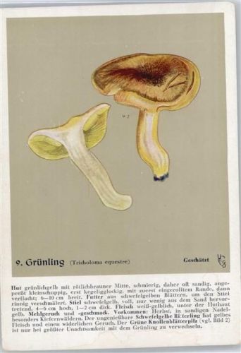 Nr. 9 Grünling - Heil- und Nährkräfte aus Wald und Flur