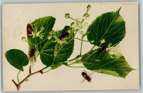 Bienen tummeln sich auf Blätter - Farbenlichtdruck Rommel 1908 AK