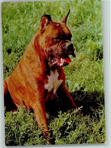 Boxer ca 1965 AK