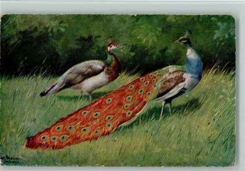 Serie 263 - Pfau mit Weibchen