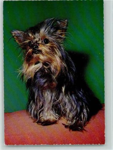 Yorkshire Terrier ca 1965 AK