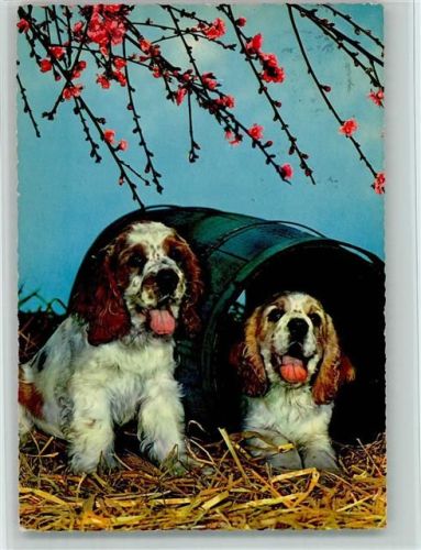 Zwei Spaniel Welpen mit einer Tonne ,