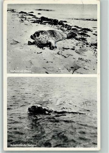 Amrum - Junger Seehund am Strand 1958 AK