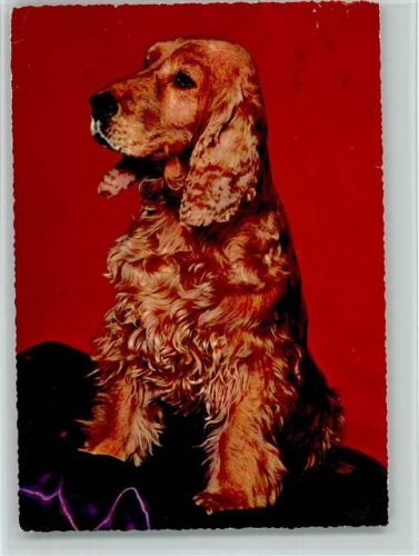 Spaniel 1962 AK