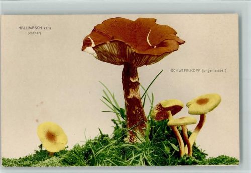 1907 Hallimasch- Verlag Martin Rommel Nr. 723 , sehr gute Erhaltung AK